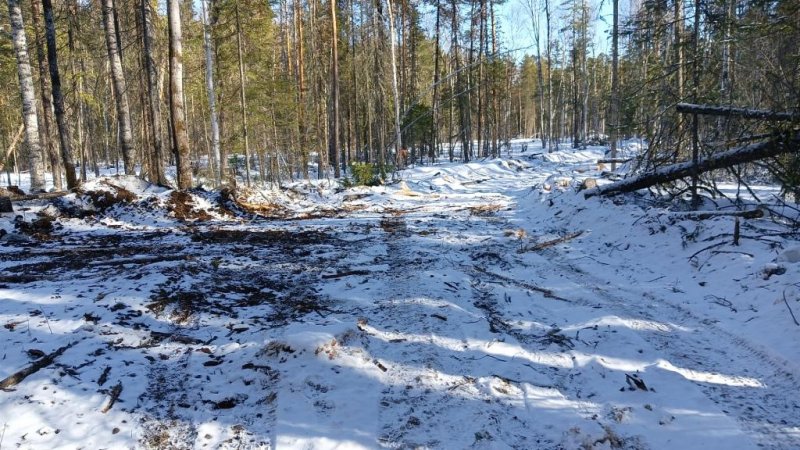 В Парабельском районе полицейские установили подозреваемого в незаконной рубке лесных насаждений