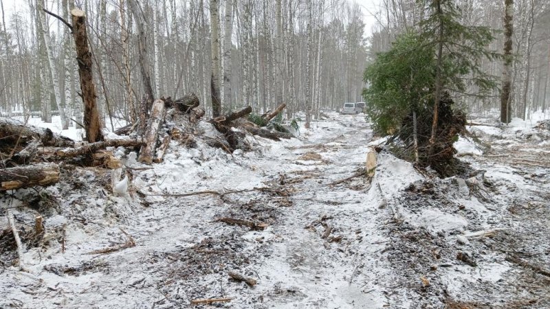 В Парабельском районе полицейские установили подозреваемого в незаконной рубке лесных насаждений